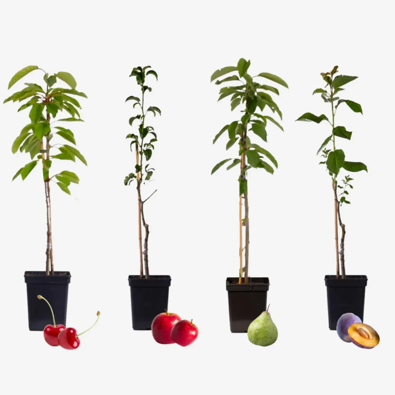 Plant In A Box - Malus, Pryus, Prunus Mix Fruitzuilen X4 - Hoogte 60-70cm
