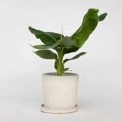 Plant in a Box - Musa 'oriental Dwarf' Bananenplant X1 - Hoogte 25-40cm