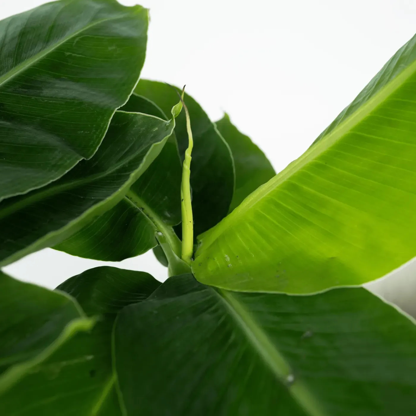Plant in a Box - Musa 'oriental Dwarf' Bananenplant X1 - Hoogte 25-40cm