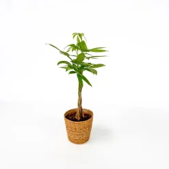 Plant In A Box - Pachira Aquatica Geldboom X1 - Hoogte 60-70cm