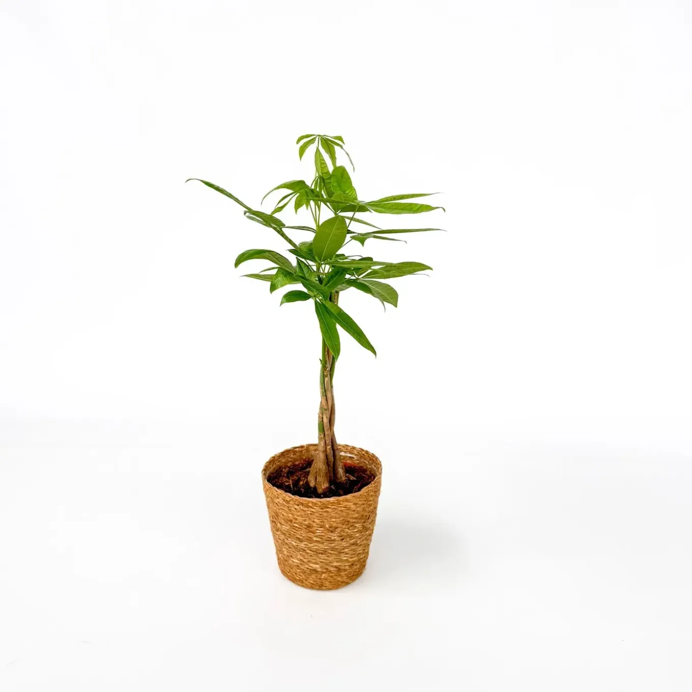 Plant In A Box - Pachira Aquatica Geldboom X1 - Hoogte 60-70cm