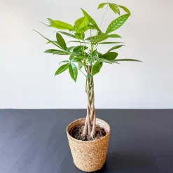 Plant In A Box - Pachira Aquatica Geldboom X1 - Hoogte 60-70cm