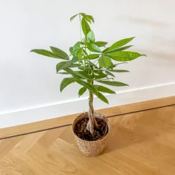 Plant In A Box - Pachira Aquatica Geldboom X1 - Hoogte 60-70cm