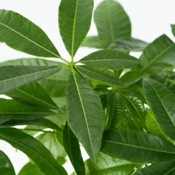 Plant In A Box - Pachira Aquatica Geldboom X1 - Hoogte 60-70cm