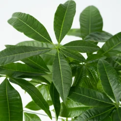 Plant In A Box - Pachira Aquatica Geldboom X1 - Hoogte 60-70cm