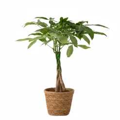 Plant In A Box - Pachira Aquatica Geldboom X1 - Hoogte 60-70cm