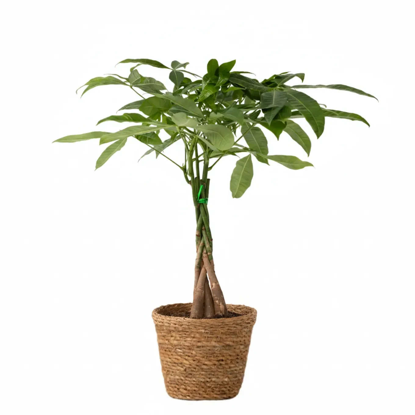 Plant In A Box - Pachira Aquatica Geldboom X1 - Hoogte 60-70cm