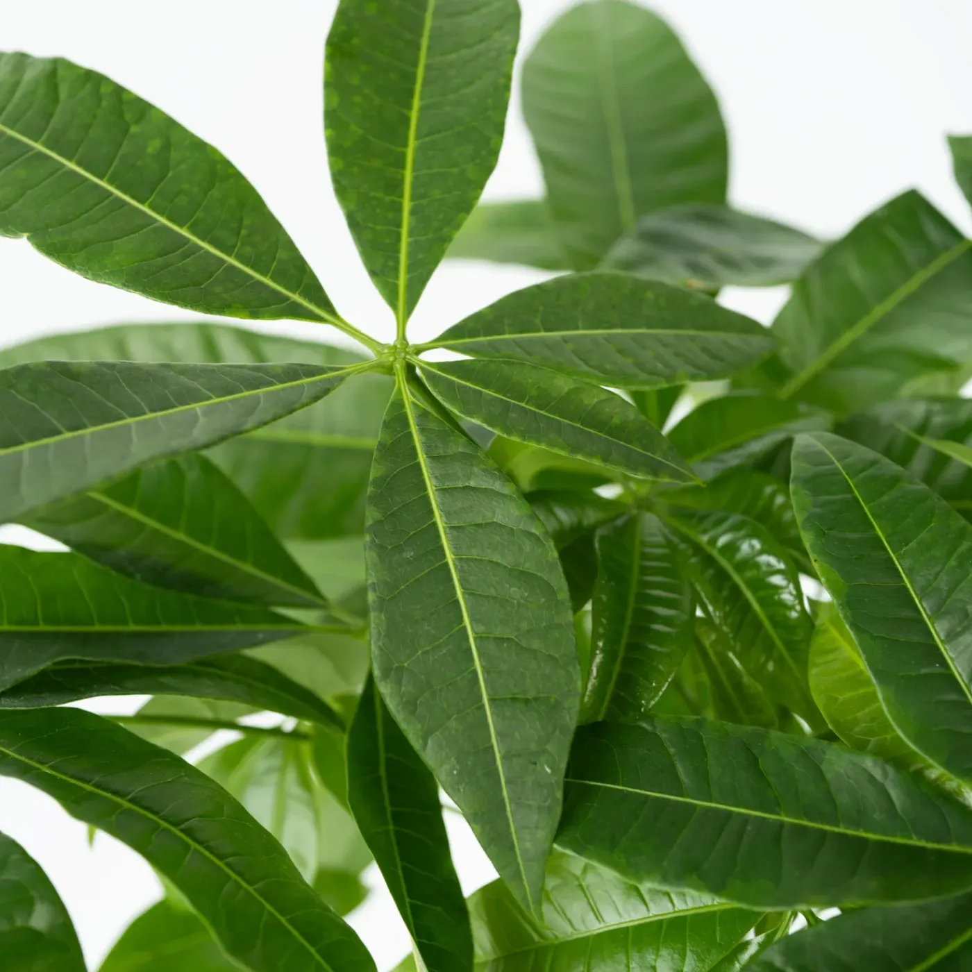 Plant in a Box - Pachira Aquatica Geldboom X1 - Hoogte 60-70cm