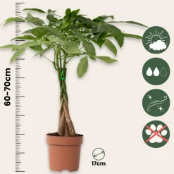 Plant in a Box - Pachira Aquatica Geldboom X1 - Hoogte 60-70cm