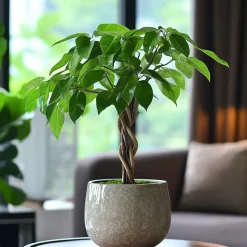 Plant in a Box - Pachira Aquatica Geldboom X1 - Hoogte 60-70cm
