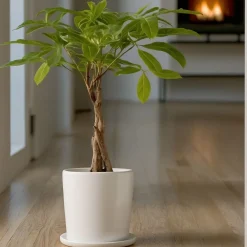 Plant in a Box - Pachira Aquatica Geldboom X1 - Hoogte 60-70cm
