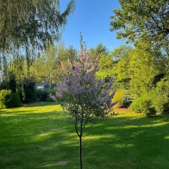 Plant In A Box - Salix integra 'flamingo' Japanse Wilg X1 - Hoogte 90-110cm