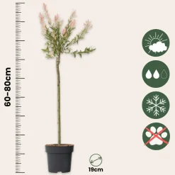 Plant In A Box - Salix integra 'flamingo' Japanse Wilg X1 - Hoogte 90-110cm
