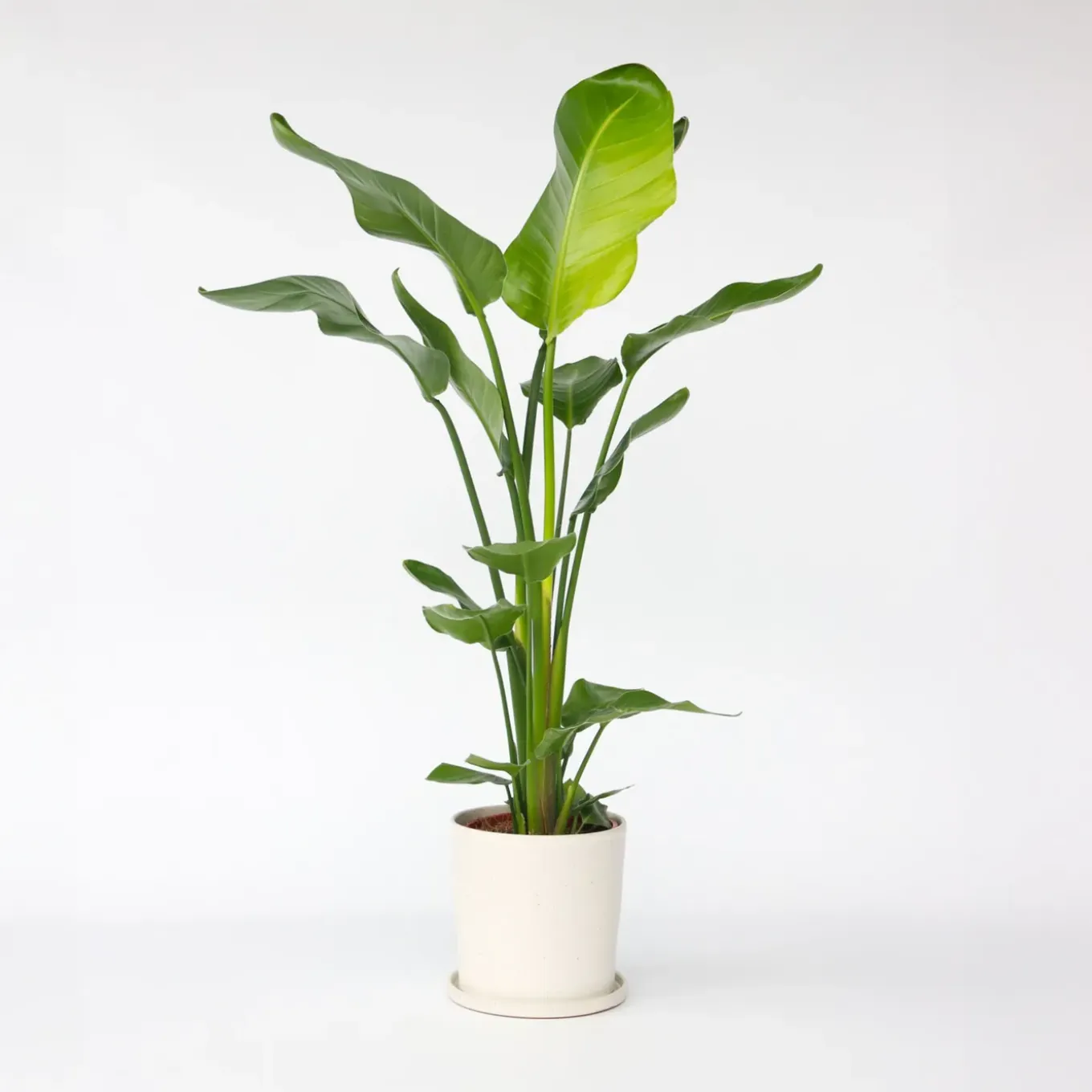 Plant In A Box - Strelitzia Nicolai Paradijsvogelplant X1 - Hoogte 90-110cm