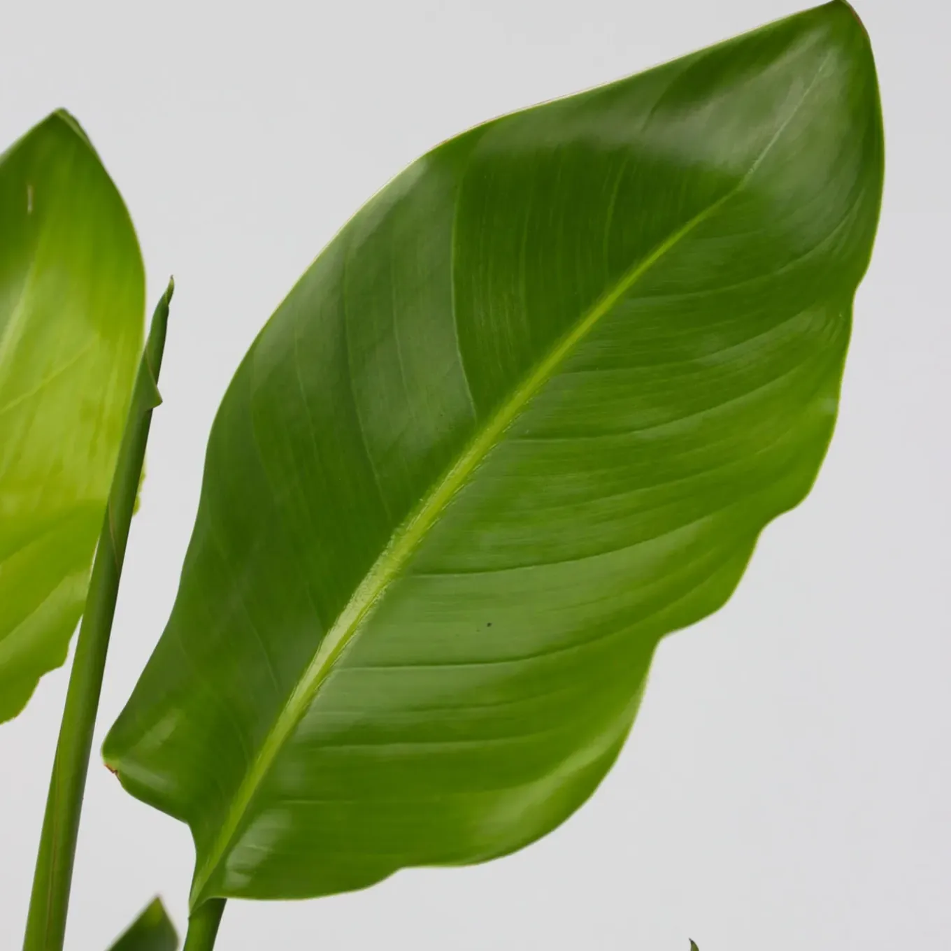 Plant In A Box - Strelitzia Nicolai Paradijsvogelplant X1 - Hoogte 90-110cm