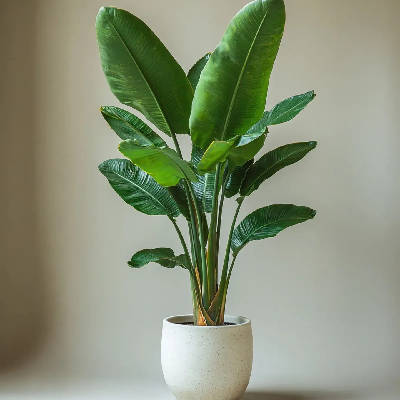 Plant In A Box - Strelitzia Nicolai Paradijsvogelplant X1 - Hoogte 90-110cm