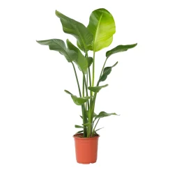 Plant In A Box - Strelitzia Nicolai Paradijsvogelplant X1 - Hoogte 90-110cm