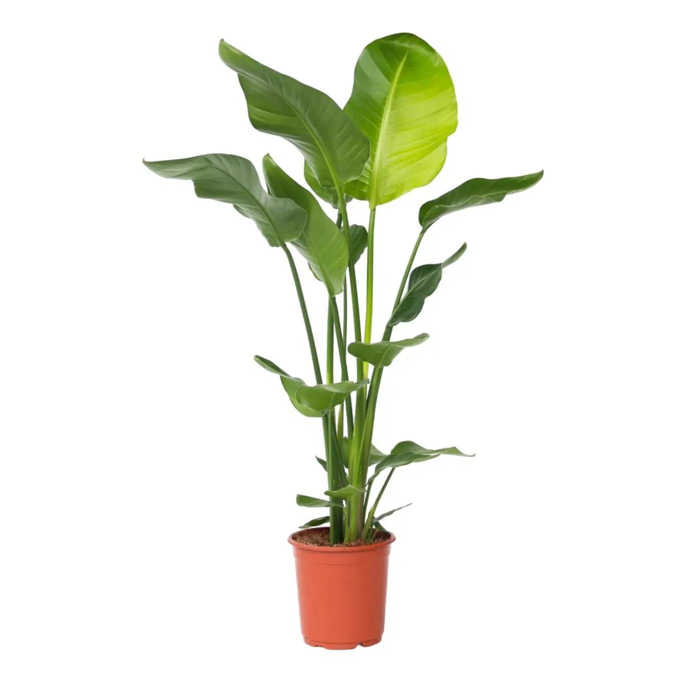 Plant In A Box - Strelitzia Nicolai Paradijsvogelplant X1 - Hoogte 90-110cm