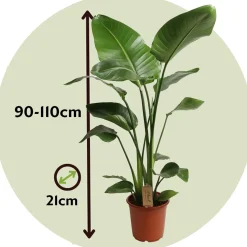 Plant In A Box - Strelitzia Nicolai Paradijsvogelplant X1 - Hoogte 90-110cm