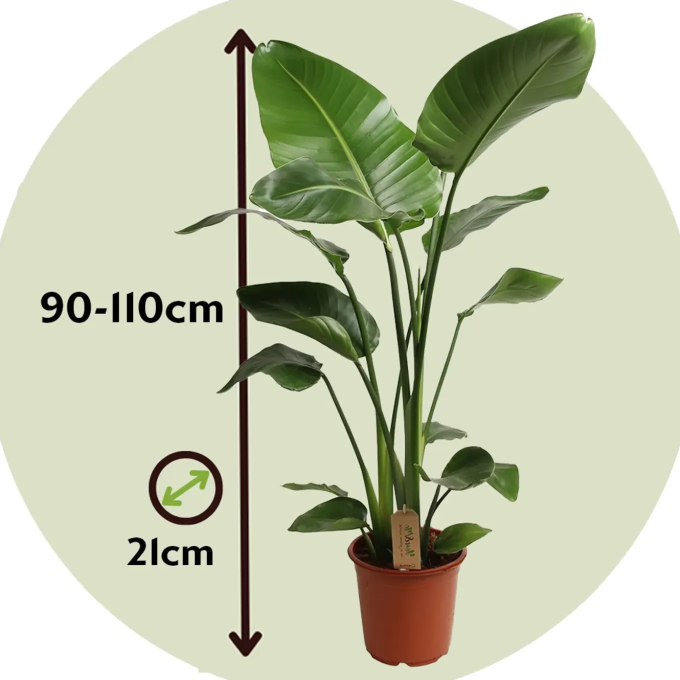 Plant In A Box - Strelitzia Nicolai Paradijsvogelplant X1 - Hoogte 90-110cm