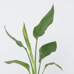 Plant in a Box - Strelitzia Reginea Paradijsvogelbloem X3 - Hoogte 25-40cm