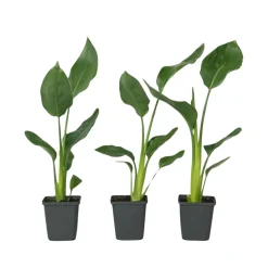 Plant in a Box - Strelitzia Reginea Paradijsvogelbloem X3 - Hoogte 25-40cm