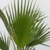 Plant In A Box - Washingtonia Robusta Mexicaanse Waaierpalm X1 - Hoogte 50-60cm