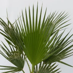 Plant In A Box - Washingtonia Robusta Mexicaanse Waaierpalm X1 - Hoogte 50-60cm