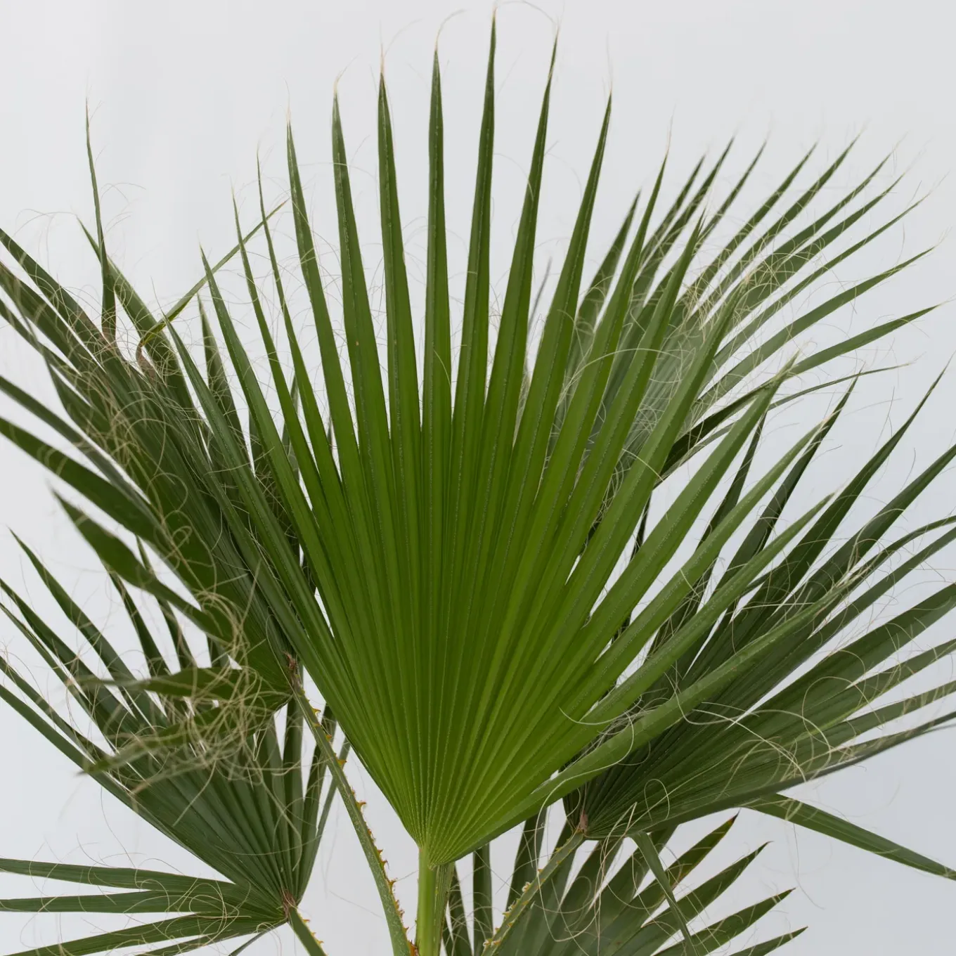 Plant In A Box - Washingtonia Robusta Mexicaanse Waaierpalm X1 - Hoogte 50-60cm