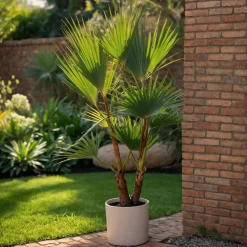 Plant In A Box - Washingtonia Robusta Mexicaanse Waaierpalm X1 - Hoogte 50-60cm