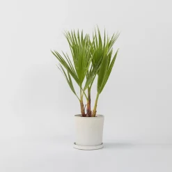 Plant In A Box - Washingtonia Robusta Mexicaanse Waaierpalm X1 - Hoogte 50-60cm