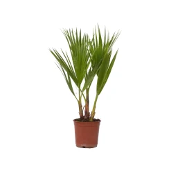 Plant In A Box - Washingtonia Robusta Mexicaanse Waaierpalm X1 - Hoogte 50-60cm