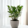 Plant In A Box - Zamioculcas Zamiifolia Zz-plant X1 - Hoogte 55-65cm