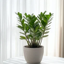 Plant In A Box - Zamioculcas Zamiifolia Zz-plant X1 - Hoogte 55-65cm