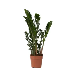 Plant In A Box - Zamioculcas Zamiifolia Zz-plant X1 - Hoogte 55-65cm