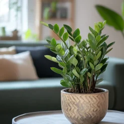 Plant In A Box - Zamioculcas Zamiifolia Zz-plant X1 - Hoogte 55-65cm