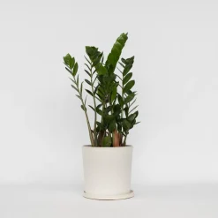 Plant In A Box - Zamioculcas Zamiifolia Zz-plant X1 - Hoogte 55-65cm