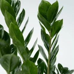Plant In A Box - Zamioculcas Zamiifolia Zz-plant X1 - Hoogte 55-65cm