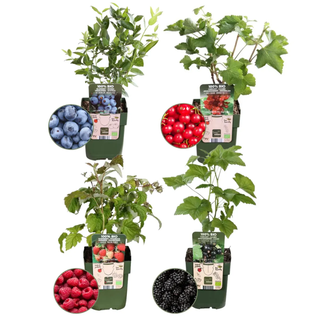 Plants By Frank - Fruitplanten Mix - Vruchtenparadijs - Moestuin - Pot 13 Cm