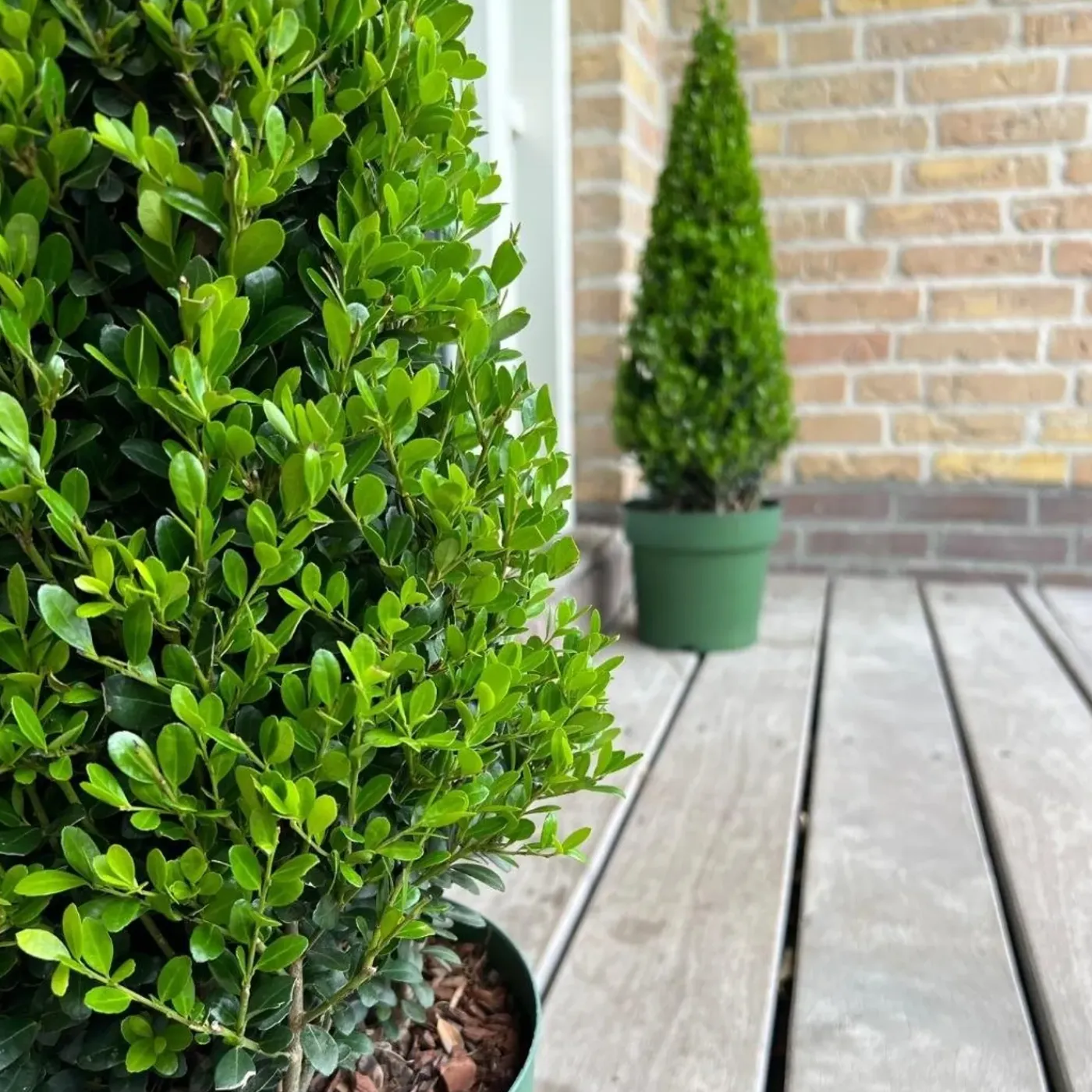 Plants by Frank - Ilex Crenata Jenny Pyramide - Hulst - Buxus - Diam. 22 Cm