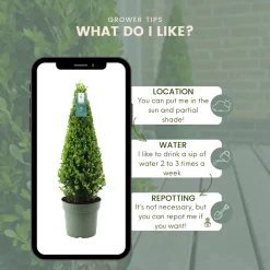 Plants by Frank - Ilex Crenata Jenny Pyramide - Hulst - Buxus - Diam. 22 Cm