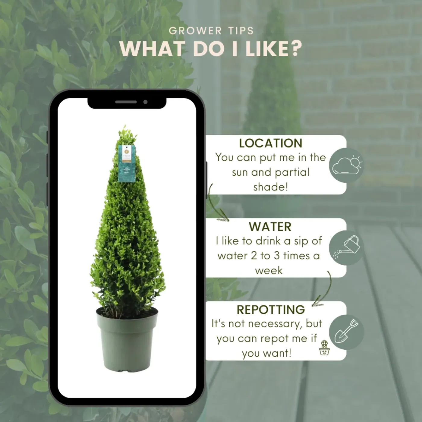 Plants by Frank - Ilex Crenata Jenny Pyramide - Hulst - Buxus - Diam. 22 Cm