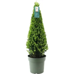 Plants by Frank - Ilex Crenata Jenny Pyramide - Hulst - Buxus - Diam. 22 Cm