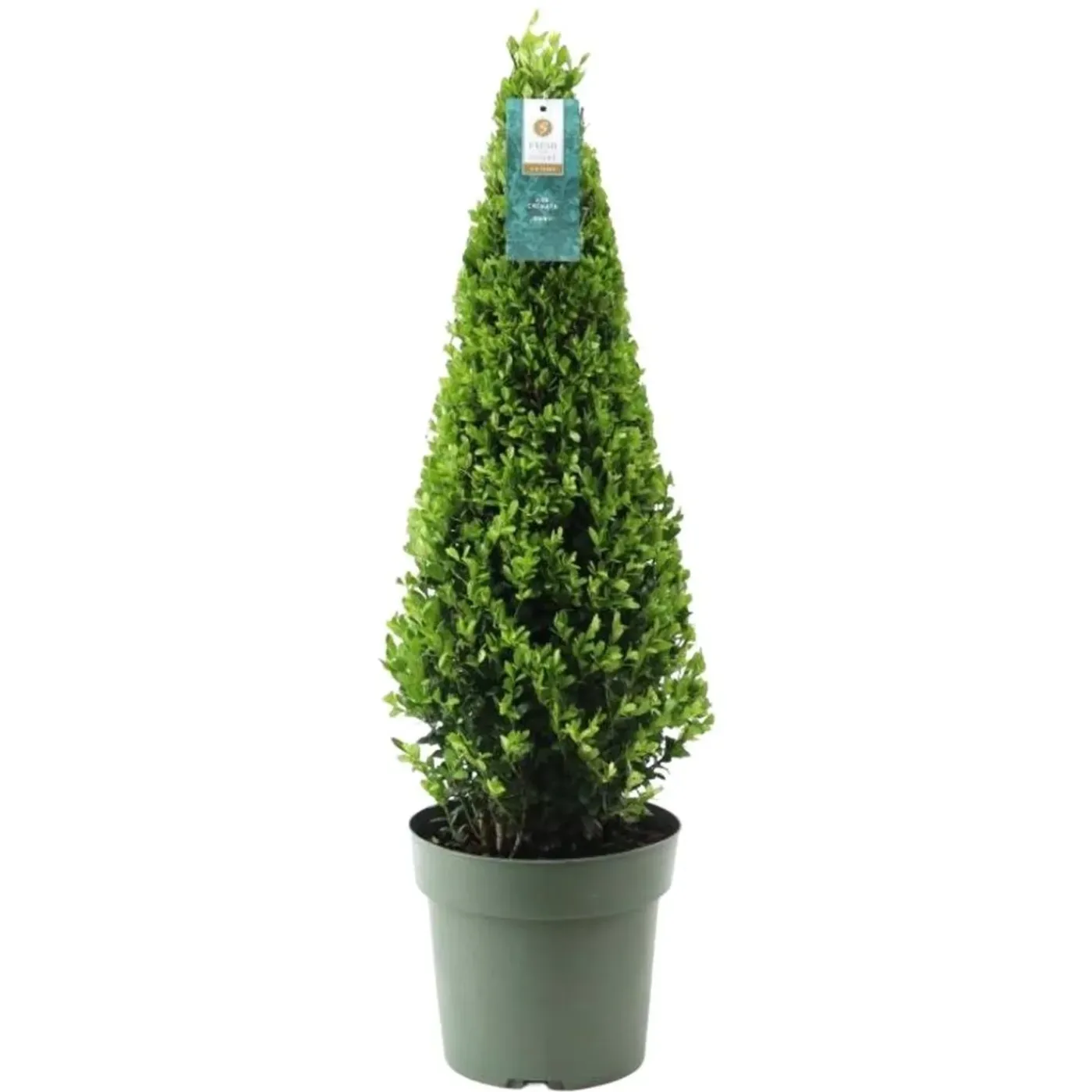 Plants by Frank - Ilex Crenata Jenny Pyramide - Hulst - Buxus - Diam. 22 Cm