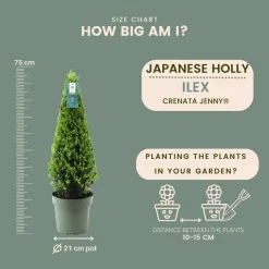 Plants by Frank - Ilex Crenata Jenny Pyramide - Hulst - Buxus - Diam. 22 Cm