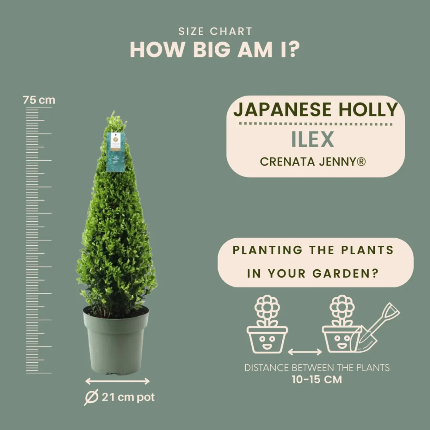 Plants by Frank - Ilex Crenata Jenny Pyramide - Hulst - Buxus - Diam. 22 Cm