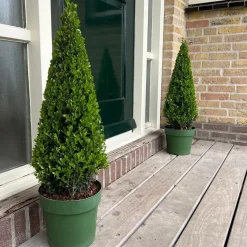 Plants by Frank - Ilex Crenata Jenny Pyramide - Hulst - Buxus - Diam. 22 Cm