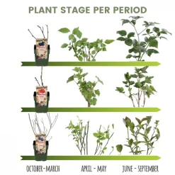 Plants by Frank - 3x Bio Fruitplanten Mix - Moestuin - Pot 13cm