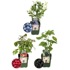 Plants by Frank - 3x Bio Fruitplanten Mix - Moestuin - Pot 13cm