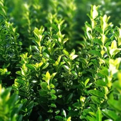 Plants by Frank - 48x Euonymus Green Spire - Haagplanten - Diam. 9 Cm